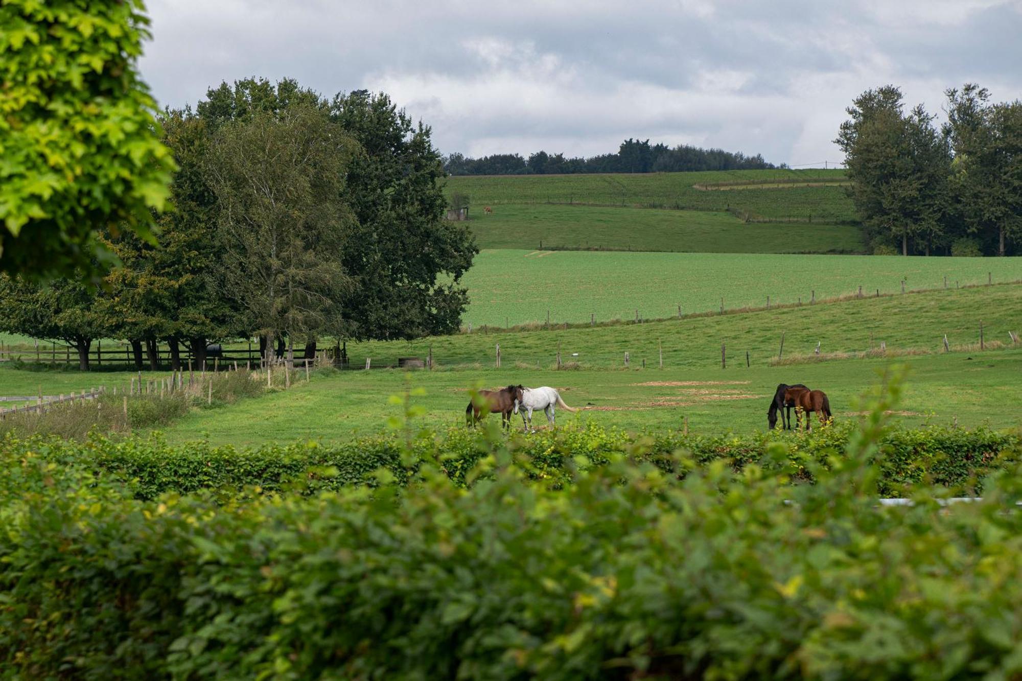 B&B Bertem Natuur Kültér fotó