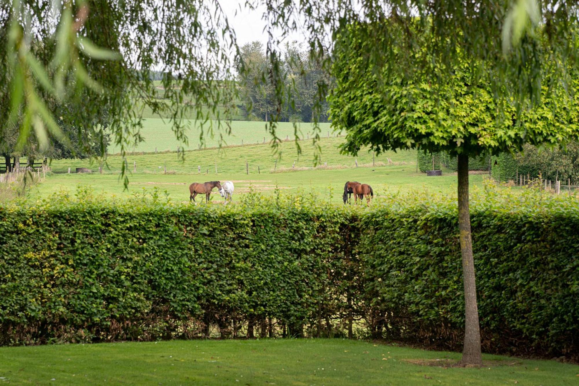B&B Bertem Natuur Kültér fotó